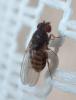 Drosophila hydei